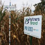 PB 5203 Seed Corn, Agrisure GT Liberty Link
