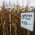 PB 5630 Seed Corn, Conventional Agrisure GT