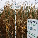 PB 6003 Seed Corn