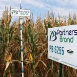 PB 6255 Seed Corn