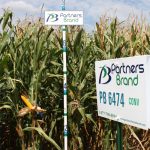PB 6474 Conventional Seed Corn