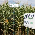 PB 6753 Seed Corn