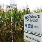 PB 6981 Seed Corn