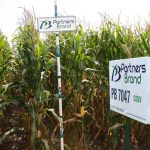PB 7046 Conventional Seed Corn