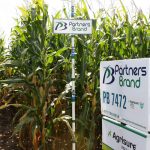 PB 7472 Seed Corn