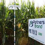 PB 7513 Conventional Seed Corn