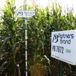 PB 7672 Conventional Seed Corn