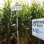 PB 7672 Seed Corn