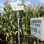 PB 7962 Seed Corn