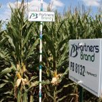PB 8132 Seed Corn