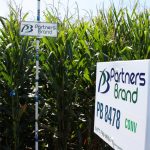 PB 8478 Conventional Seed Corn