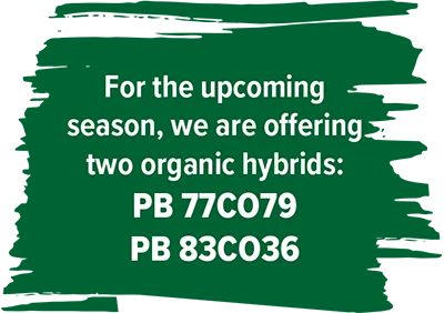 For the upcoming season, we are offering two organic hybrids: PB 77C079 and PB 83C036